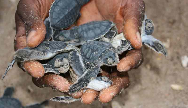 bebe tortue marine plage bijagos ponte oeufs de tortue