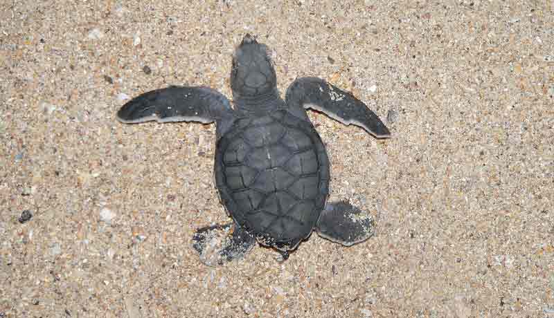 bébé tortue marine ponte plage afrique guinée bissau