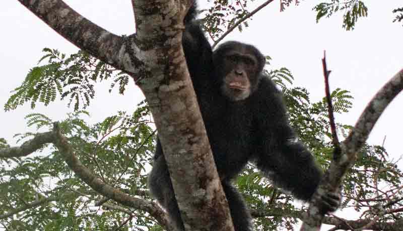 chimpanze afrique kere grands singes en milieu naturel