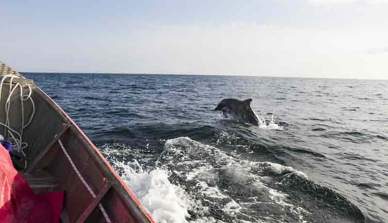 dauphin afrique ouest guinee bissau archipel bijagos