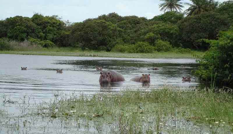 hippopotamus amphibius ile kere orango