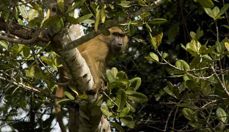 observation singes parc cantanhez visite guidée