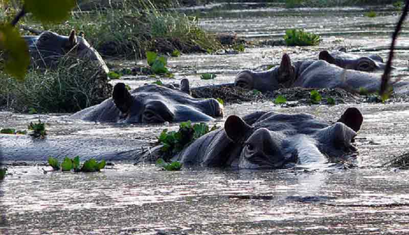 voir des hippopotames marins dans leur milieu naturel