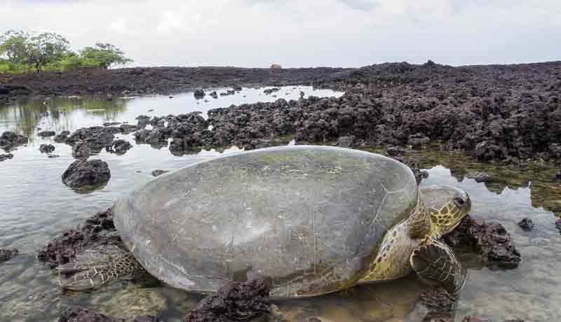 voire une tortue en train de pondre sur une plage de guinee bissau
