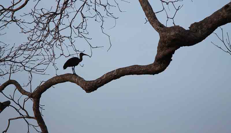 ibis noir oiseau Afrique cri