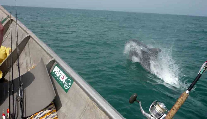 rencontrer des dauphins du bateau sur le trajet vers orango