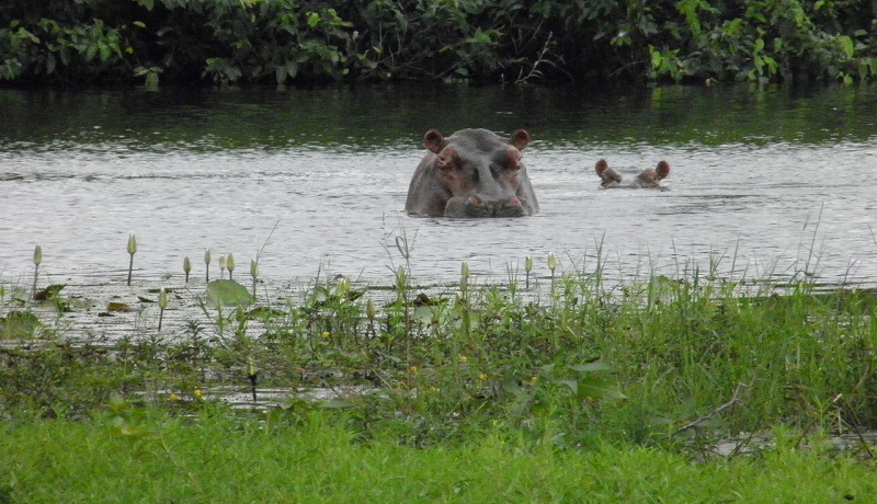 hippopotamus amphibius sous l'eau
