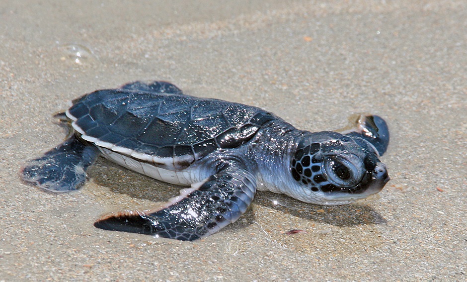 bébé tortue ponte éclosion sur plage ile kere