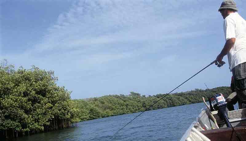 paletuvier mangrove peche en mer