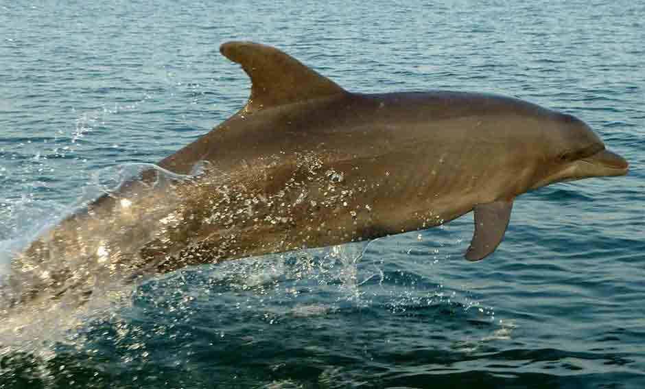 photo de dauphin de l'archipel des bijagos en guinée bissau