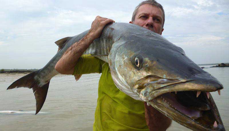 enorme barracuda de guinee bissau