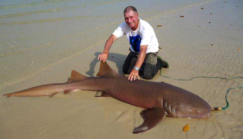 requin-nounou de plus de 100 kg des bijagos en guinée bissau